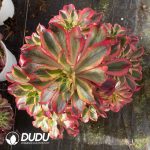 [RTS]Aeonium Phantom Clustering