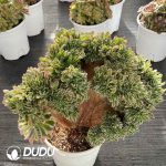 [RTS]Aeonium White Phoenix Cristata