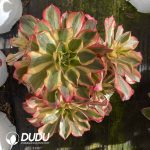Aeonium Phantom Clustering