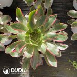 [RTS]Aeonium Eye of Demon