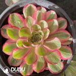 [RTS]Aeonium Sakura