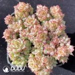 Echeveria Yuji Clustering