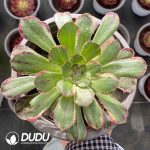 [RTS]Aeonium Silky Variegated