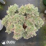 [RTS]Aeonium White Phoenix Cristata