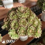 [RTS]Aeonium Pink Flower Demon Clustering