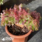[RTS]Aeonium Sea King Variegated Cristata