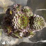 [RTS]Aeonium Black Ink Clustering