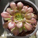 [RTS]Aeonium Vibrant Autumn Color with Pups