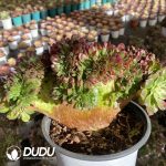 [RTS]Aeonium Sea King Cristata