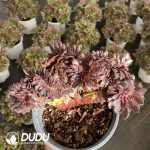 [RTS]Aeonium Black Beauty Cristata
