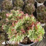 [RTS]Aeonium Pebble Rain Cristata