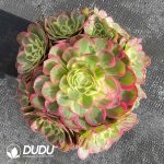 [RTS]Aeonium Flowers in Mirror Moon in Water Clustering