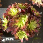 [RTS]Aeonium River Full of Red Clustering