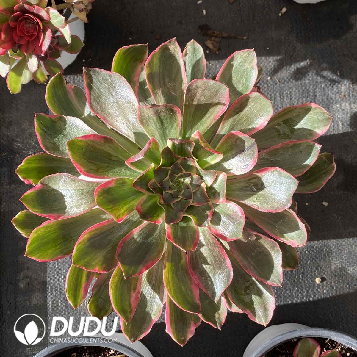 e201-1892.jpg Aeonium Devil’s Eye - Image 1