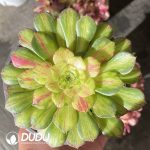 [RTS]Aeonium Zhi Fou