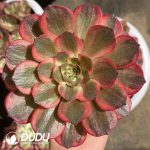 [RTS]Aeonium Good Fortune
