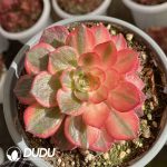 [RTS]Aeonium Black Devil Variegated