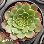 [RTS]Aeonium Flowers in Mirror & Moon in Water