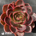 Echeveria Red Light