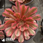 [RTS]Aeonium White Moonlight