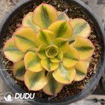 [RTS]Aeonium Sunburst Single head with pups