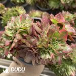 [RTS]Aeonium Blue Atoll Cristata