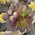 [RTS]Aeonium Moonlight