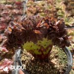 [RTS]Aeonium Black Beauty Cistata