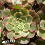 [RTS]Aeonium Jinghua Shuiyue