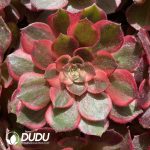 [RTS]Aeonium Red Flame Variegated