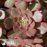 [RTS]Aeonium Pink Fairy