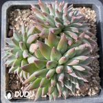 Pachyphytum Dark Pattern Clustering