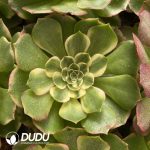 [RTS]Aeonium Neptune