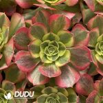 [RTS]Aeonium Water Moon