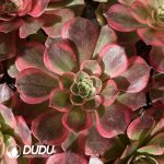 [RTS]Aeonium dodrantale