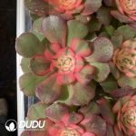 [RTS]Aeonium Litchi