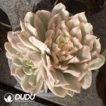 [RTS]Echeveria Purple Butterfly Variegated Clustering