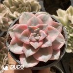 [RTS]Graptopetalum Purple Delight Variegated