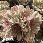 [RTS]Echeveria Purple Butterfly Variegated Clustering