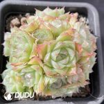 Echeveria Pandora Clustering