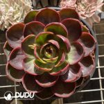 [RTS]Echeveria Red Light