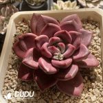 [RTS]Echeveria Hephaestus Mother Plant
