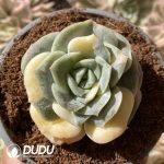 [RTS]Echeveria Lovely Rose Variegated