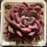 [RTS]Echeveria Hephaestus Mother Plant Double Heads