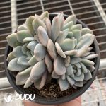 [RTS]Echeveria Orange Monroe Variegated Clustering