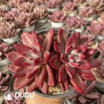[RTS]Echeveria Hephaestus Double Heads