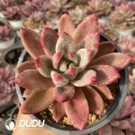 [RTS]Echeveria Hephaestus