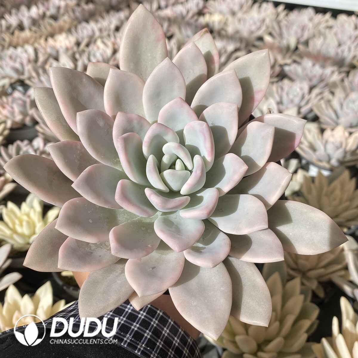 e201-1927.jpg Graptoveria Opalina Variegated - Image 1