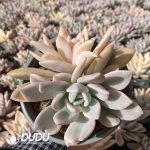 Graptoveria Opalina Variegated Clustering