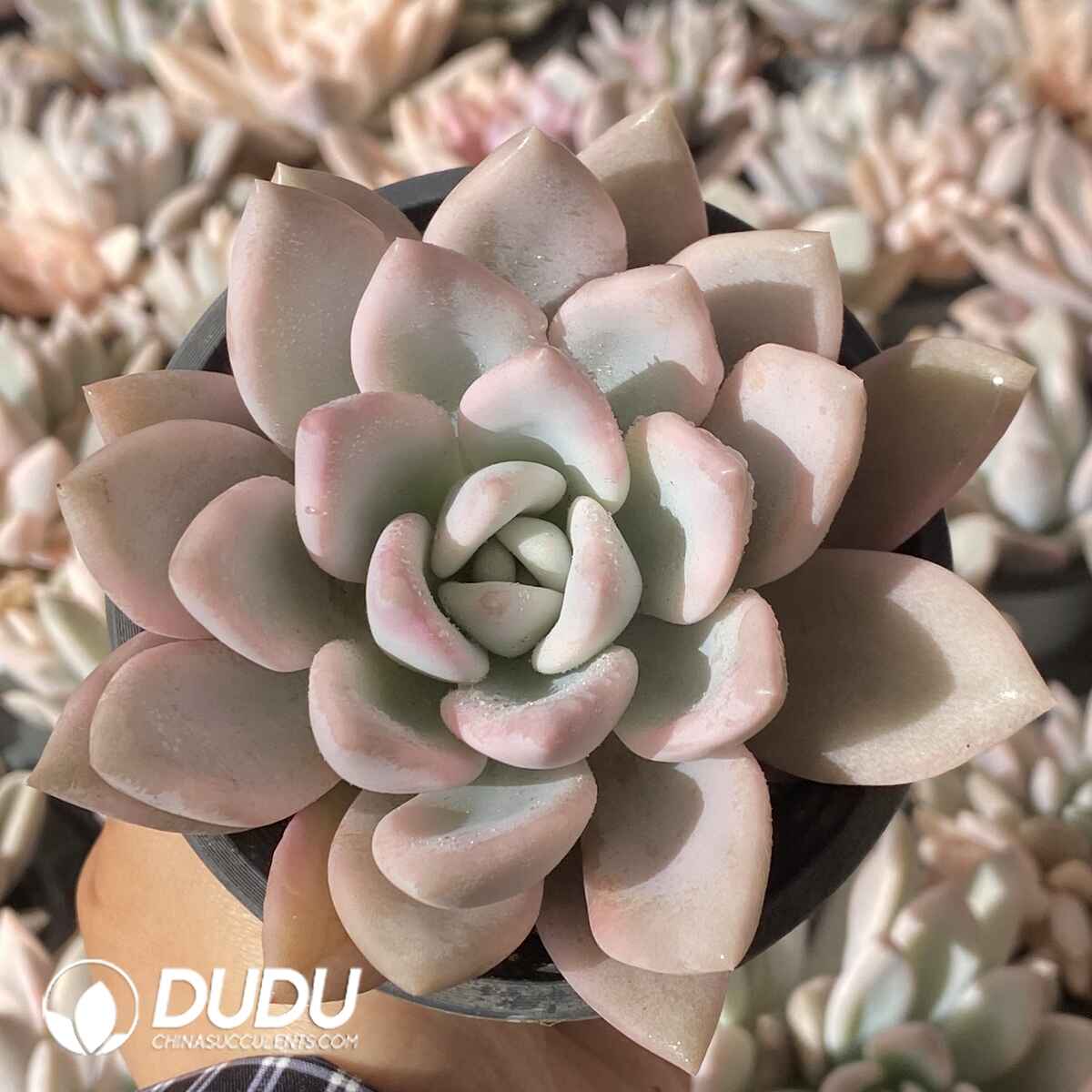 e201-1929.jpg Graptoveria Opalina - Image 1